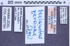 Etikette zu Melanotus pertinax (Say, 1839) (NHMW-ZOO-COL-0007781)
